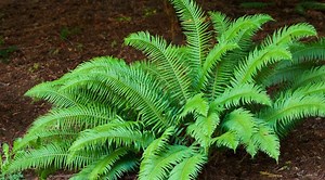 Polystichum Munitum | Western Sword Fern | Hardy Evergreen Fern | Pacific Northwest Native Plant | USDA Zones 3–8 - Etsy