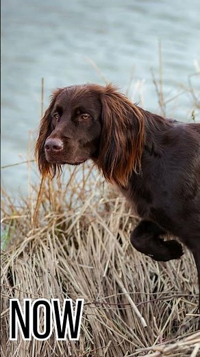 German Longhaired Pointer in the 1900s vs Now