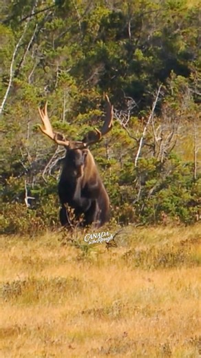Beauty Bull Moose Working His Way In!! #hunting #moosehunting #canada #bullmoose #shorts