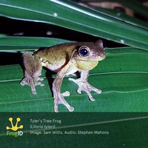 Calling in NSW is the Tyler’s Tree Frog (Litoria tyleri). Often confused with the Peron’s Tree Frog and Roth’s Tree Frog, it can accurately be distinguished from other species by its call. Learn more about Australia’s frogs on the #FrogID app and website www.frogid.net.au/frogs | Frog ID