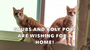 1.6K views · 187 reactions | GRUBS AND ROLY POLY ARE AVAILABLE FOR...