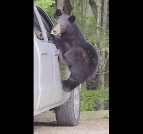 Bear Found What He Was Looking For