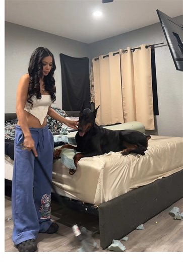 Bad ahh dog 😩😩😩 #doberman #dobermanpinscher #baddog #dobiesoftiktok #bigdog