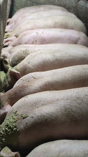 Pig that only eat Grass their whole life 👀