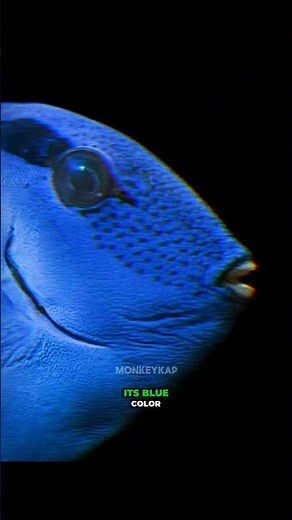 The Dory in Real Life....Meet the Blue Tang!