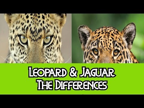 Leopard & Jaguar -The Differences