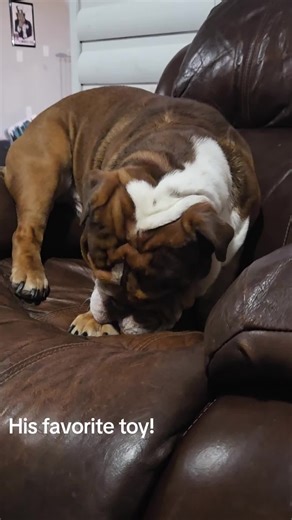 #englishbulldogs #sullivanthebulldog #bulldog #bully #puppy | bulldog