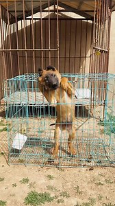 Wolf Warrior rescues furry kid, so handsome. #dogsofinstagram #doglover #dogs #puppy #dogstagram #doglife #dogoftheday #instadog #doglovers #ilovemydog #funnydog #doghumor #goofypup #dogfails #puppylove #puppiesofinstagram #cutedogs #pupstagram #instapup #goldenretriever #frenchbulldog #chihuahua #germanshepherd #tongueouttuesday | We Love Pets