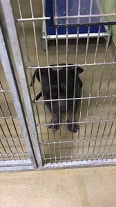 4.7K views · 352 reactions | UPDATE: received an adoption...