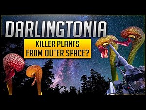 Darlingtonia! Alien Plants From Another Planet?