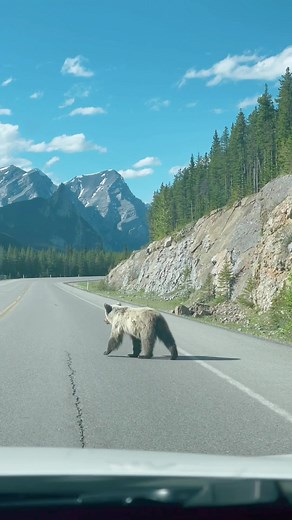 Summer always flys by #banff #lakelouise #hiketok #hikingadventures #canmore #granolatok