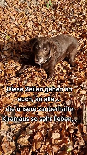 Milow❤️ (@milow_the_labrador)’s videos with All of Me - Piano Love Songs, Relaxing Instrumental Music