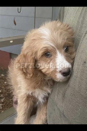 ✨ Casper Jr. — The Sweet & Smart Mini Bernedoodle Ready for His Forever Home! 🐾