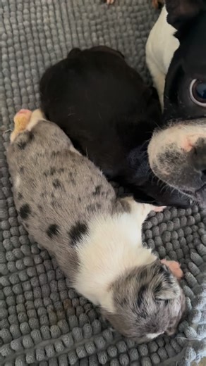 Unique French Bulldogs on Instagram: "Advance Notice | Annabelle x Preston Litter We are excited to introduce Annabelle and Preston’s beautiful litter, born on 24 January 2026. This gorgeous litter includes • One solid black girl • One male pied boy These puppies will be ready to join their families any time from 21 March 2026. All puppies will come with • A thorough written veterinary health check • Health guarantee • Microchipping • C5 vaccination As part of our ethical breeding program at Uni