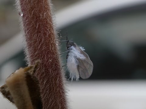 冬の訪れを知らせる「雪虫」を追いかけてみた！@北海道札幌市 Yukimushi, Hokkaido