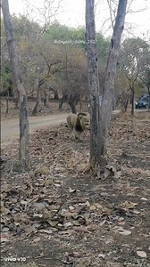 The Lion’s Roar Echoed Through the Jungle! 🦁🔥 | Incredible Safari Encounter 😱