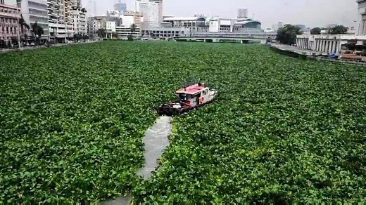 The Pasig River, seen from Manila, remains covered in water hyacinths on Wednesday. Though normal for many to grow during the rainy season, it would be a detriment for boats passing through and indicate abundance in domestic waste and trash thrown in the river according to the Pasig River Coordinating and Management Office. The Pasig River Ferry service is currently suspended due to the clogging. | via Mark Demayo, ABS-CBN News READ: https://bit.ly/2SvDy3s | ABS-CBN News