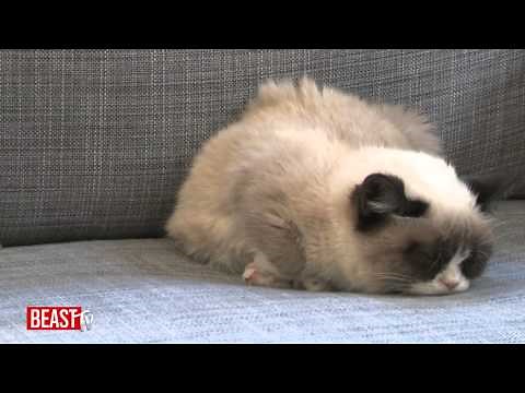 Grumpy Cat: The Movie