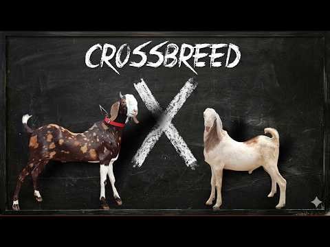 Top 10 Largest Crossbreed Goats for Meat | Crossbreeding Results