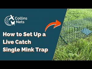 How to Set Up a Live Catch Single Mink Trap | Collins Nets