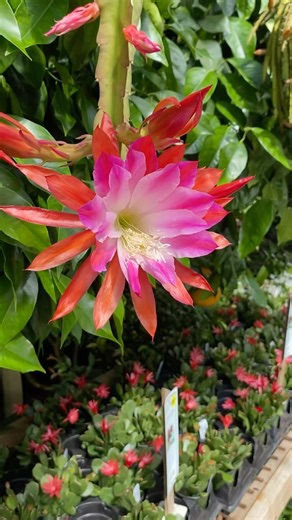 1.4K views · 101 reactions |  Experience the vibrant bloom of Orchid Cactus (Epiphyllum) at Logee’s! These stunning beauties are flourishing right now, showcasing a breathtaking display. Curious about the varieties? We’ve got an exquisite selection waiting for you both online and in our retail store. Come find your favorite and bring a burst of color into your home!  #flowerslove #flowersgram #orchidcactus | Logee's Tropical Plants | Facebook