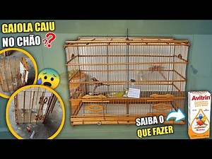 MY BIRD'S CAGE FELL! 😰 WHAT NOW? (KNOW WHAT TO DO)