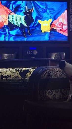 When you Make Videos for Your Dog