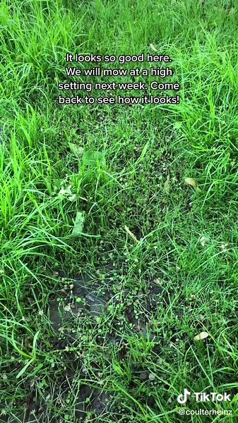 Two week update. #lawntok #cloverlawn