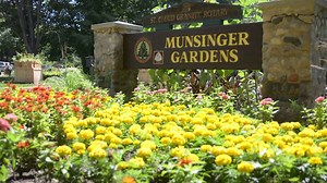 11K views · 239 reactions | Relax, enjoy and take in the scenery. Munsinger Gardens, on the Mississippi River across from campus is in full bloom and is a great getaway right within the city. (Music by BenSound.com) | St. Cloud State University | Facebook