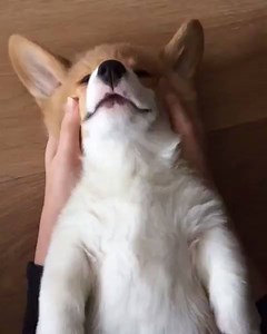 Who else wishes they were this corgi? ✋✋✋ | Smosh