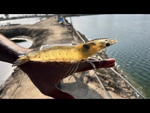 Shrimp farm Indonesia