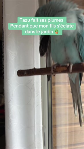 Tazu la perruche à collier bleu en pleine activité