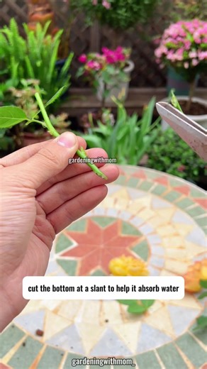 Gardening With Mom | "🌹✨ Want endless roses at home? Try hydroponic cuttings—an easy, mess-free way to grow healthy rose bushes without soil! Perfect for... | Instagram