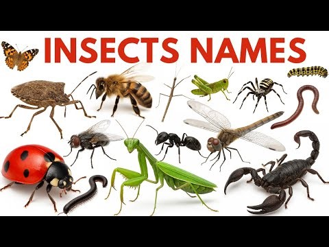 Amazing Insects and Tiny Creatures | Learn Animal Names with Realistic Photos & Video