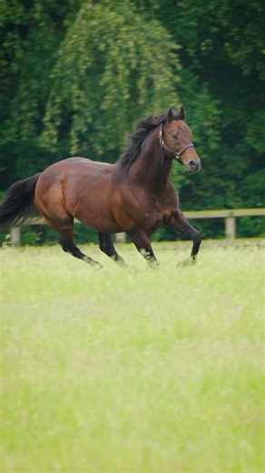 2.8K views · 116 reactions |  #HarryAngel: impressive stats, eye-catching winners, highly progressive offspring. The World Champion sprinter has made an accomplished start and is blossoming in Australia, too, where he has his first G1 winner | Darley | Facebook