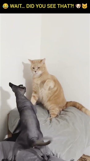 Get ready to laugh! 😂🐶🐱 These funny and cute animal moments will make your day! ❤️