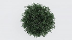 tree top view plant landscape architecture nature garden aerial render. trees branch isolate collection illustration environment green botany urban bush park. tree architecture conifer decorative.