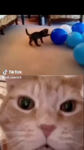 Cat_Reacts on TikTok