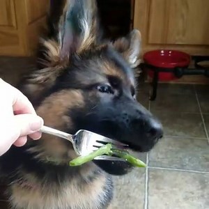1M views · 19K reactions | You should always eat your veggies!  follow instagram.com/stevetopdog | The German Shepherd Dog Community | Facebook