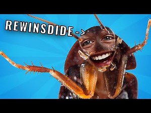 KACCKERLACKEN SIMULATOR [+Rewinside]