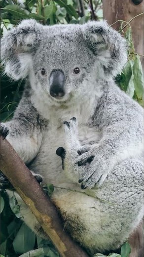 Mind Blowing Koala Facts You Never Knew!