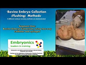 Bovine Embryo Collection Methods - An Embryonics Presentation.