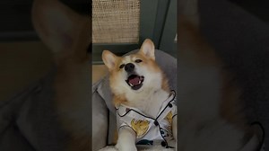 273K views · 10K reactions | He’s scared of the dark! #halloween #reels #dogs | Hammy & Olivia | Facebook