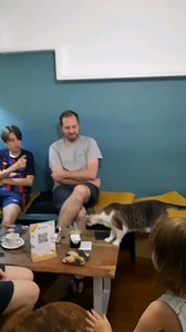 In un grazioso bistrot di Milano, il Crazy Cat Café, è possibile consumare da bere e gustare ottimi prodotti fatti in casa in compagnia di nove splendidi gattini che si aggirano liberamente all'interno del locale 🐈🐈‍⬛😍 | Dodo e Mimi alla scoperta dell'America