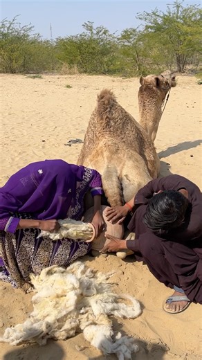 قال جمل لفتاة صغيرة: "يمكنكِ استخدام الصوف الذي يظهر خلفي لعلاجي".