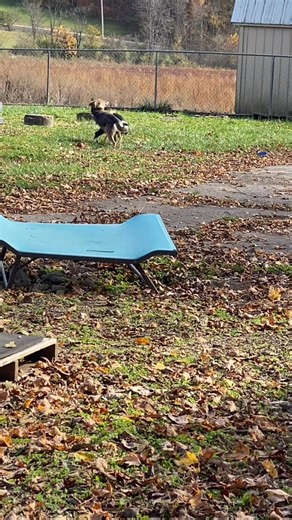 5.2K views · 72 reactions | Gargoyle & Coyote Ugly may enjoy playing...