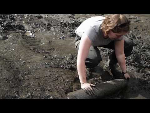 Sequencing Ancient DNA