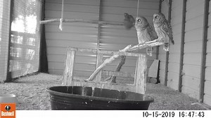 1.9K views · 235 reactions | Three barred owls recovering from head trauma after each was struck by vehicles while flying across roads. They are practicing flying and catching mice. All have been released back to the wild. | Wildlife Vet Care | Facebook