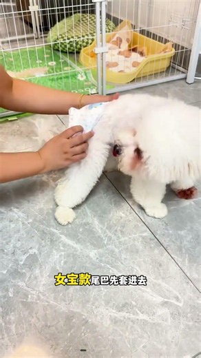 狗狗喜欢在家乱尿的，母狗生理期的，都可以给它选这种尿不湿来穿，轻薄透气，穿一天也不会闷#新手养狗 #狗狗尿不湿 #狗狗纸尿裤 #狗狗生理裤 #萌宠好物