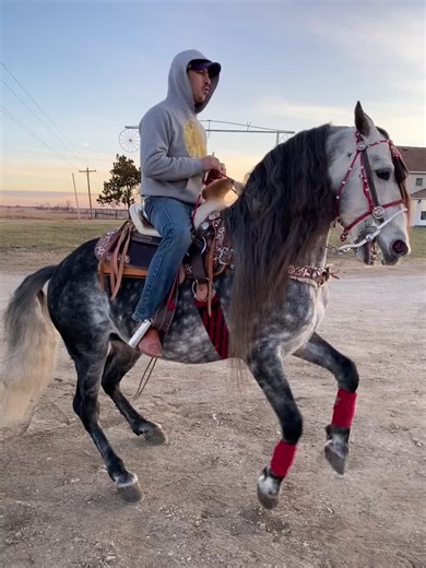 Discover the Dance of Spanish Horses